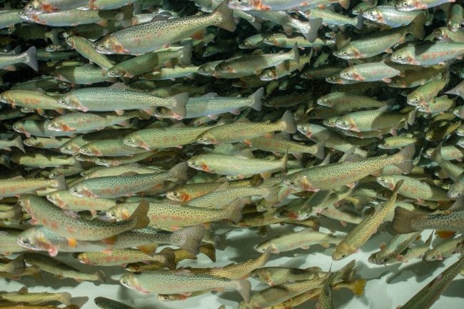 A group of Yellowstone cutthroat trout swimming underwater