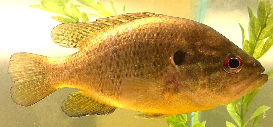 Side view of a mottled brown warmouth with streaks behind its eye
